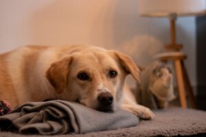 Warum Hundetagesstätte oder Hundepension? Die wichtigsten Gründe im Überblick